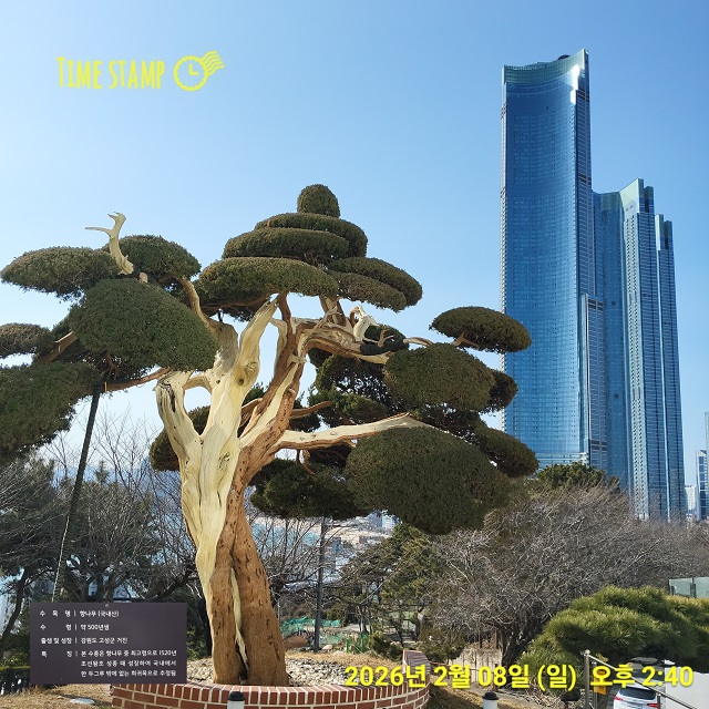 LCT 500년 향나무1